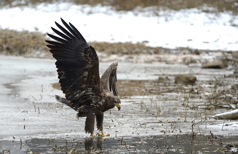 White-tailed Eagle or Sea Eagle (Haliaeetus albicilla)