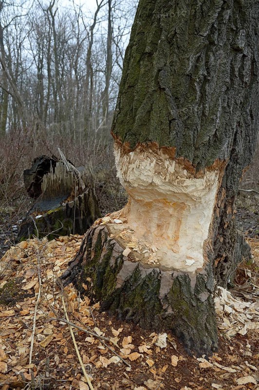 Beaver damage