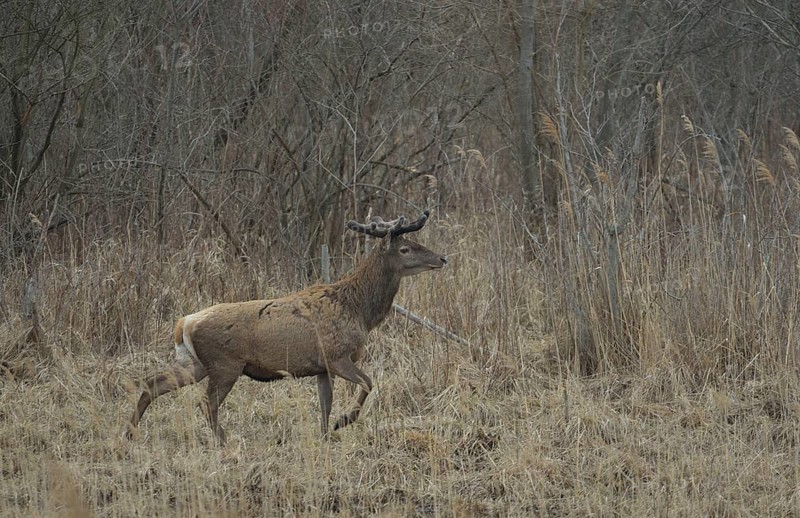 Red Deer (Cervus elaphus)