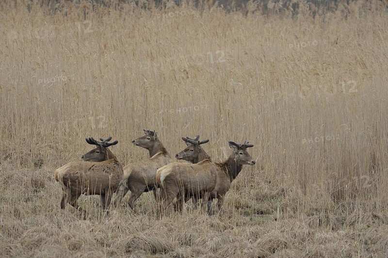 Red Deer (Cervus elaphus)