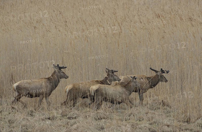 Red Deer (Cervus elaphus)