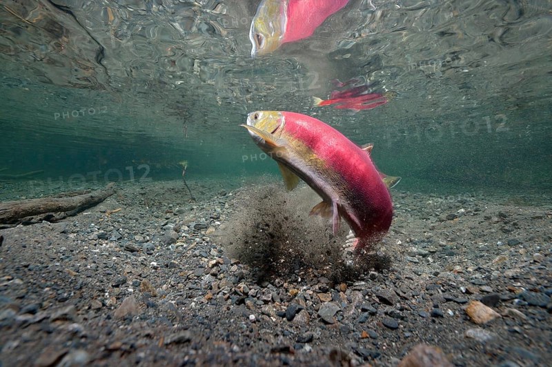 Sockeye Salmon