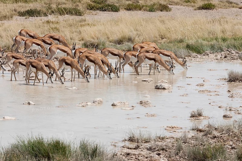 Springboks (Antidorcas marsupialis)