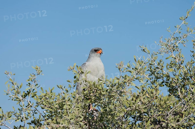 Gabar Goshawk (Melierax gabar)