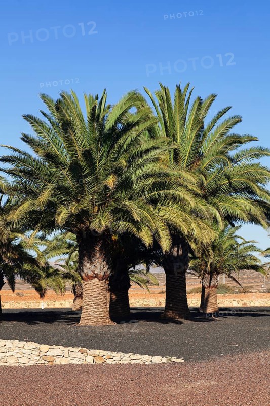 Palm trees in the lava gardens of the Centro de Artesania Molino de Antigua open-air museum