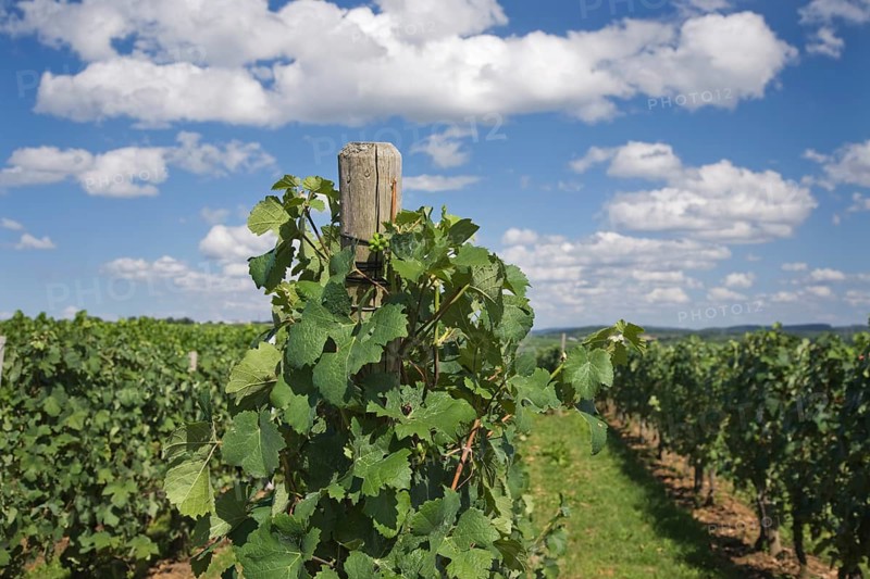 Grapevines in a vineyard