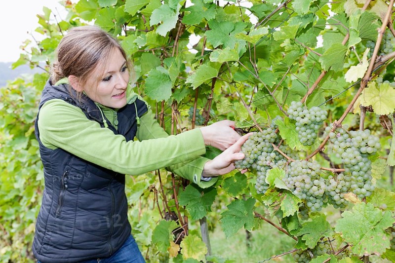 Young woman during the grape harvest