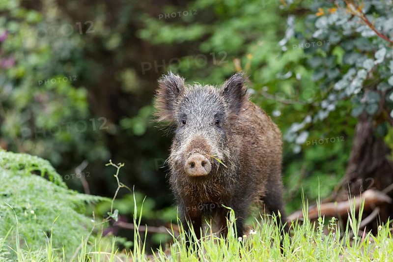Wild Boar (Sus scrofa)