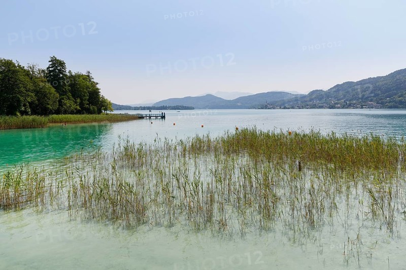 Reeds on the shore of Lake Woerthersee