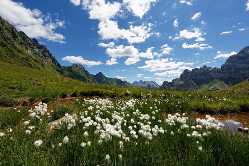 Pond with cotton grass