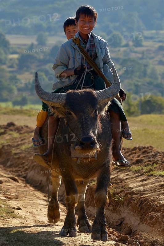Two boys seated on the back of a water buffalo on the road between Kalaw and Nyaungshwe