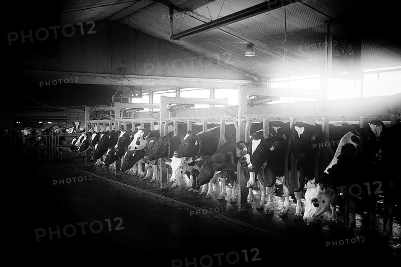 Cows in a milking parlour in a dairy farm