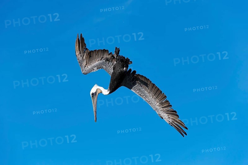 Brown Pelican (Pelecanus occidentalis) in flight