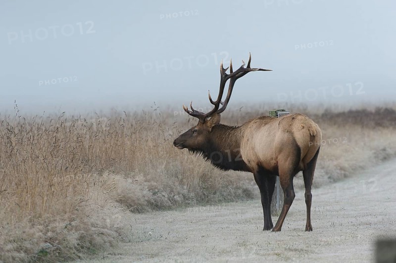 Roosevelt elk or Olympic elk (Cervus canadensis roosevelti)