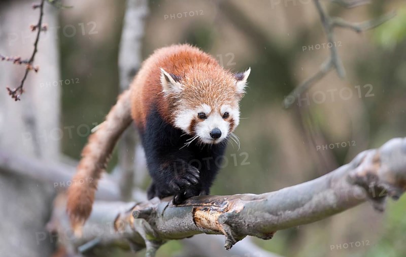 Red Panda (Ailurus fulgens) climbing on a branch