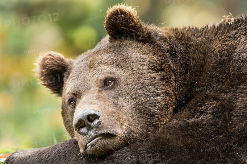 Brown Bear (Ursus arctos)