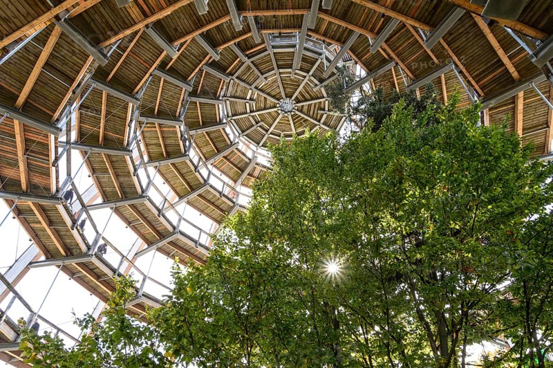 Tree tower