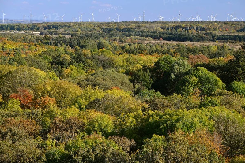 Forest in autumn