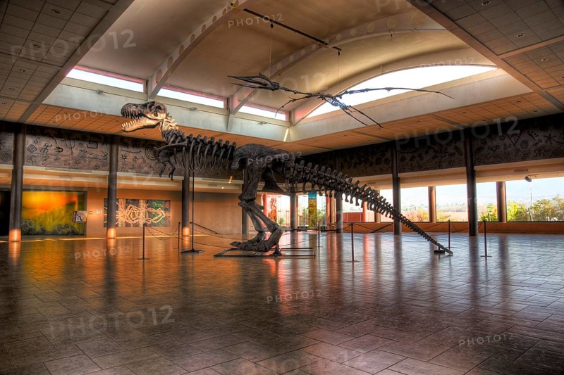 Dinosaur skeleton in Museo del Desierto