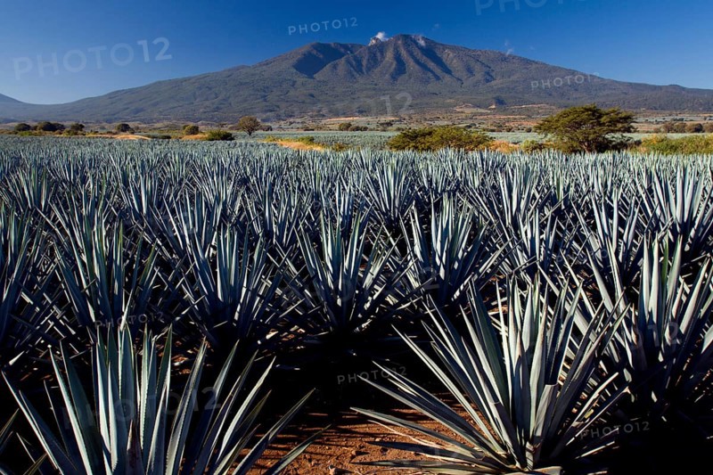 Field of agaves