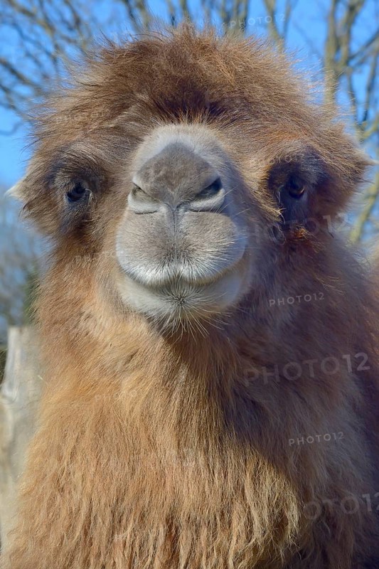 Bactrian camel (Camelus ferus)