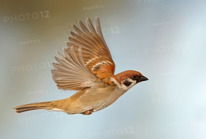 Eurasian Tree Sparrow (Passer montanus) in flight