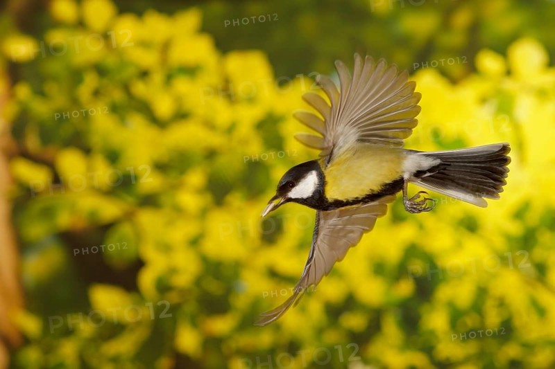 Great Tit (Parus major) in flight