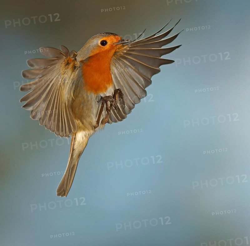 Robin (Erithacus rubecula) in flight