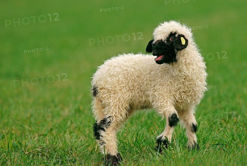 Valais Blacknose sheep (Ovis orientalis aries)