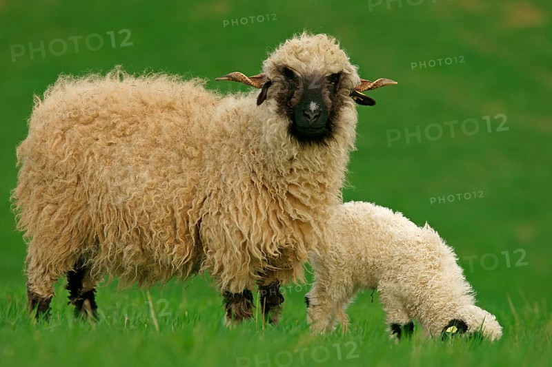 Valais Blacknose sheep (Ovis orientalis aries)
