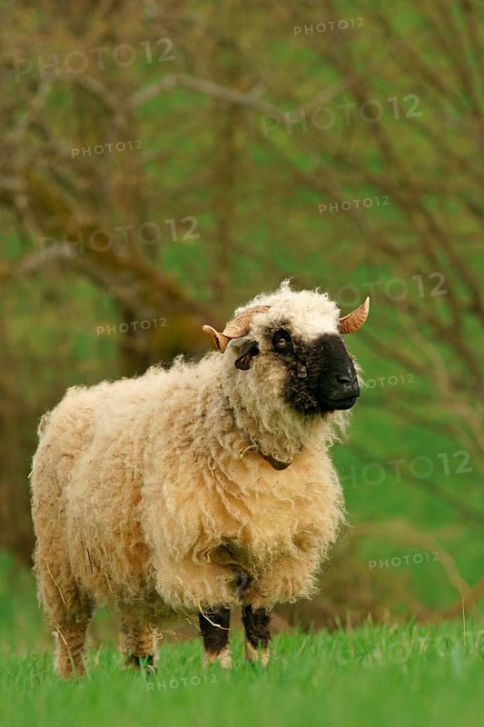 Valais Blacknose sheep (Ovis orientalis aries)