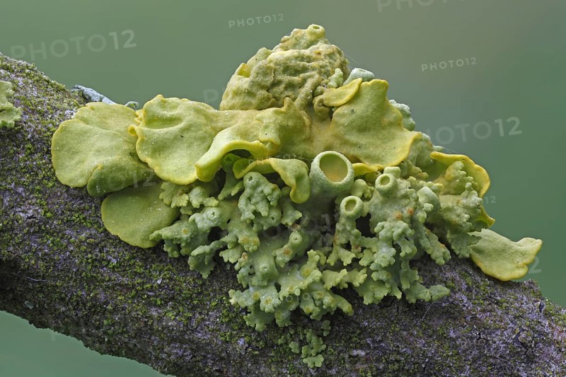 Yellow lichens (Xanthoria polycarpa)