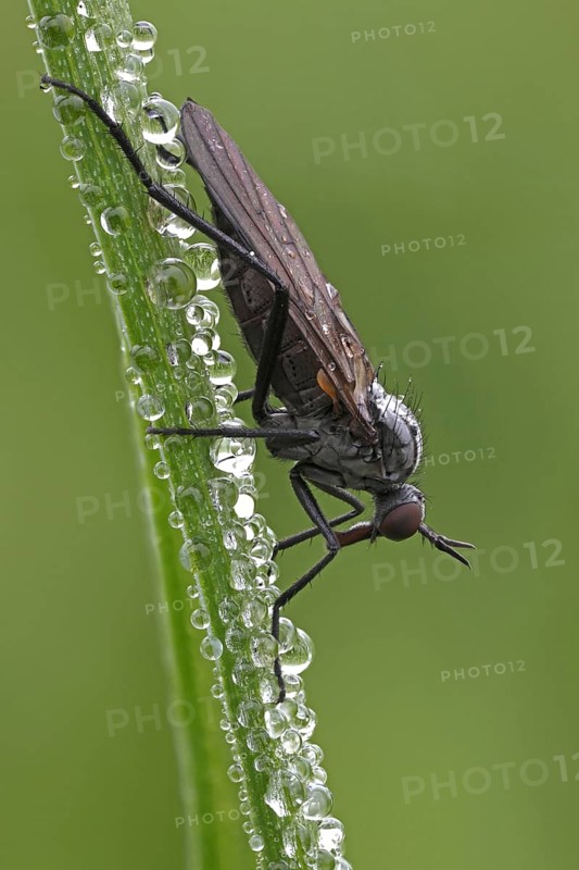 Dagger Fly or Balloon Fly (Empididae)