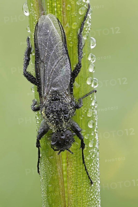 St. Mark's fly (Bibio)
