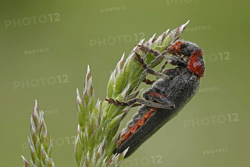 Soldier beetle (Cantharis rustica)