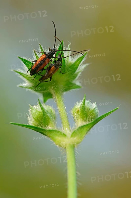 Fairy Ring Longhorn Beetles (Leptura livida)