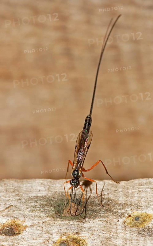 Ichneumon Wasp (Ephialtes manifestator) in the oviposition
