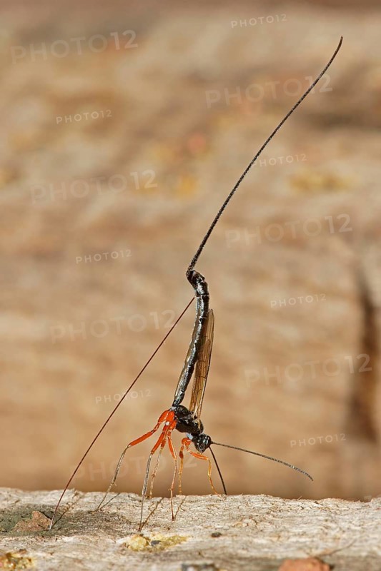 Ichneumon Wasp (Ephialtes manifestator) in the oviposition