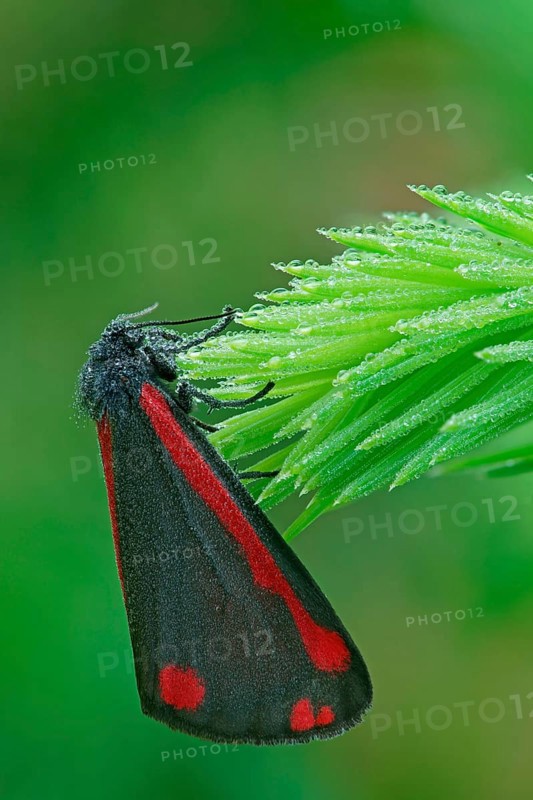 Cinnabar Moth (Tyria jacobaeae)