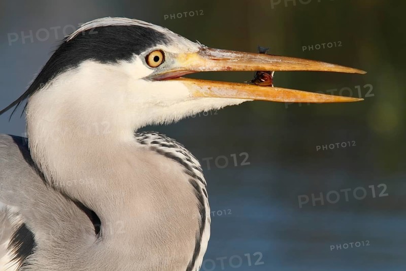 Grey Heron (Ardea cinerea)