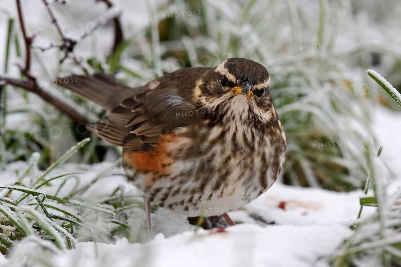Redwing (Turdus iliacus)