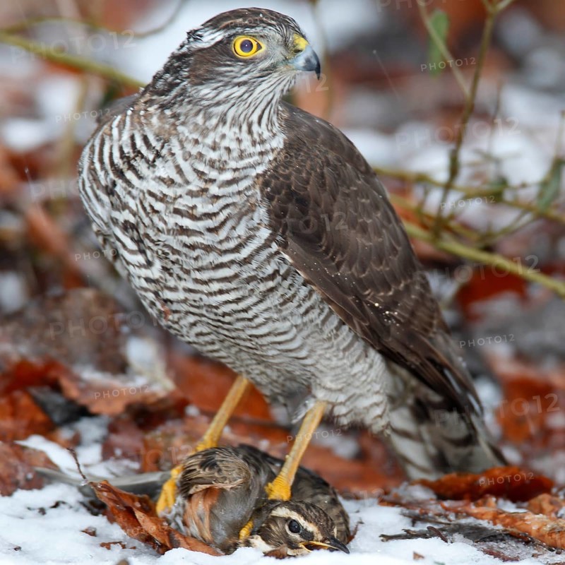Sparrowhawk (Accipiter nisus) with a captured Redwing (Turdus iliacus)