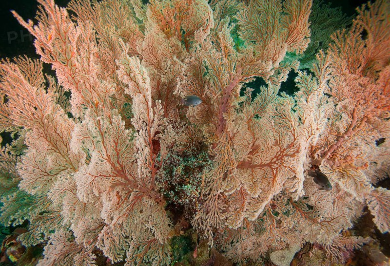 Fan-shaped Gorgonian (Scleraxonia)