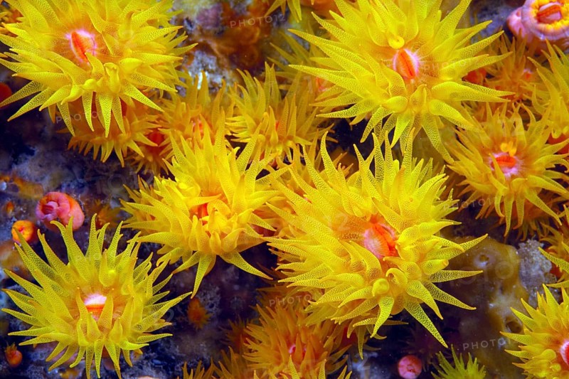 Orange Cup Coral (Tubastrea coccinea)