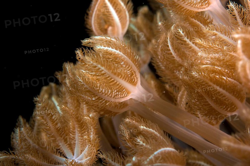 Pulsating Xenid (Heteroxenia fuscescens)