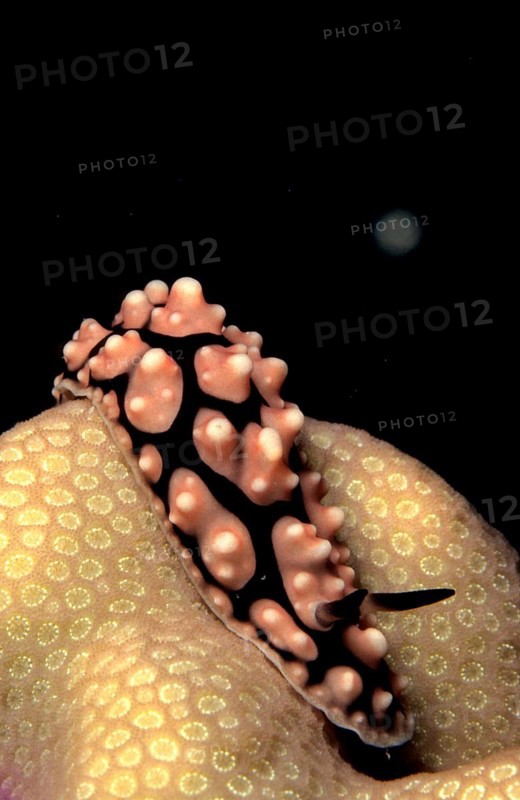 Pustulose Wart Slug (Phyllidiella Pustular)