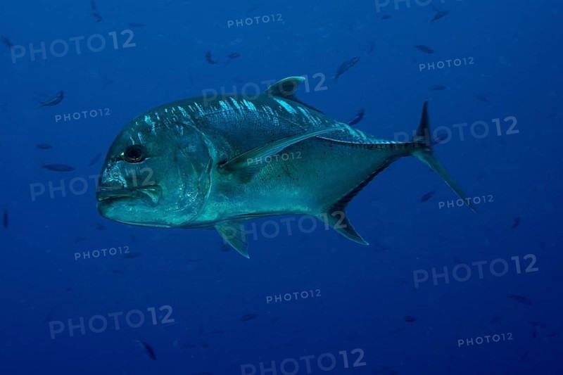 Giant Trevally or Giant Kingfish (Caranx ignobilis)