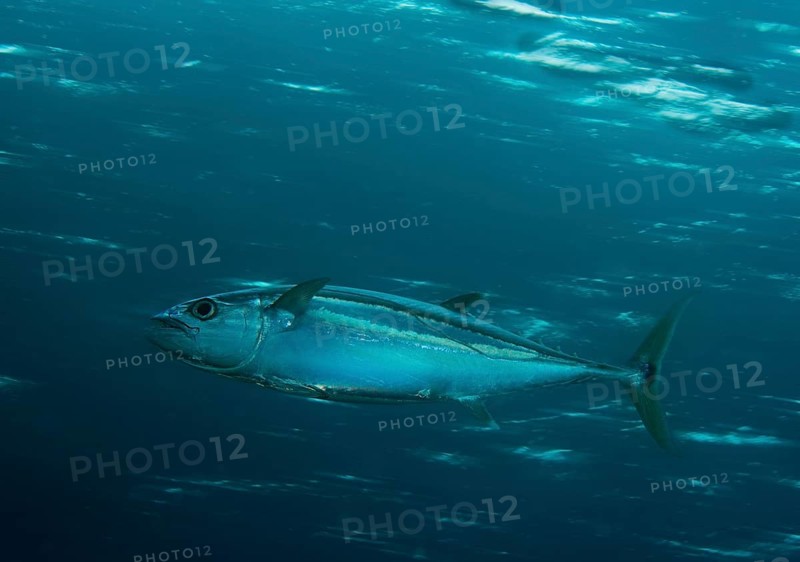 Dogtooth Tuna (Gymnosarda unicolor)