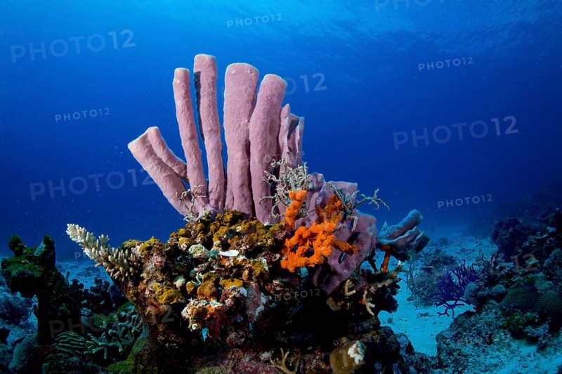 Tube Sponge (Niphates olemda)