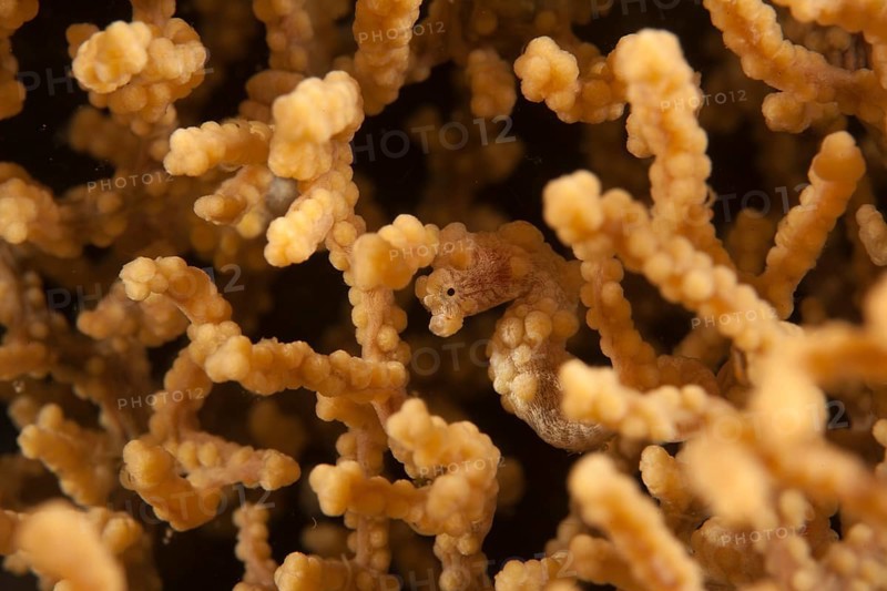 Denise's pygmy seahorse (Hippocampus denise)